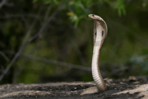 Un Américain s’injecte du venin de serpent depuis 20 ans : ses anticorps permettent de créer un antidote inédit